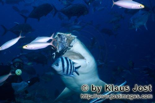 Bull Shark/Carcharhinus leucas        Bull shark snaps after the fish head        Together with the 