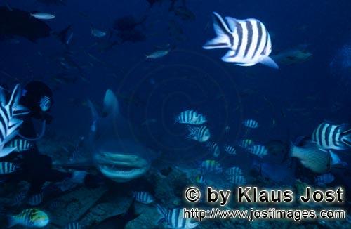 Bull Shark/Carcharhinus leucas        Bull shark swims close to diver        Together with the Tiger