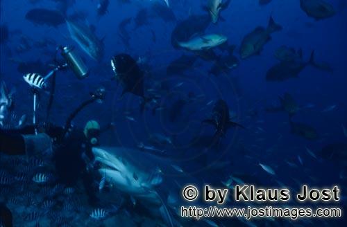 Bullenhai/Bull Shark/Carcharhinus leucas        Diver and Bull shark        Together with the Tiger 