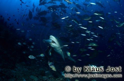 Bull Shark/Carcharhinus leucas        Bull shark with baitfish        Together with the Tiger Shark 