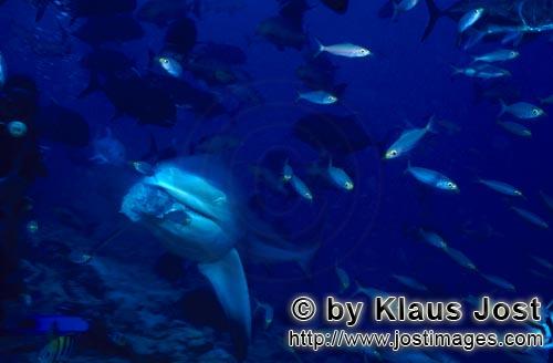 Bull Shark/Carcharhinus leucas        Bull shark has caught the fish bait        Together with the T
