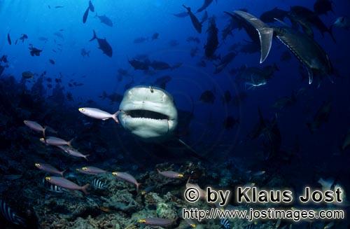 Bull Shark/Carcharhinus leucas        Eye-catcher Bull shark        Together with the Tiger Shark an
