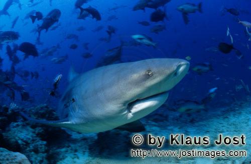 Bull Shark/Carcharhinus leucas        ExpressiveBull Shark         Together with the Tiger Shark and