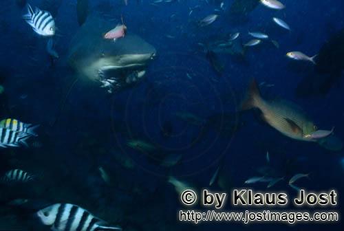 Bull Shark/Carcharhinus leucas        Bull shark has snapped a bait        Together with the Tiger S