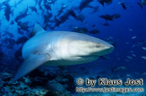 Bull Shark/Carcharhinus leucas        Bull shark close to the reef        Together with the Tiger Sh