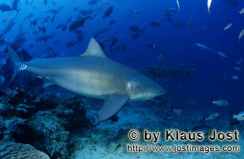 Bull Shark/Carcharhinus leucas        Bull shark close up over corals         Together with the Tige
