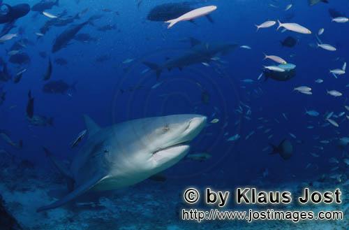 Bull Shark/Carcharhinus leucas        Bull shark has reached the Shark Reef        Together with the
