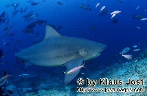 Bull Shark/Carcharhinus leucas        Bull Shark with fishing hook in the gills        Together with