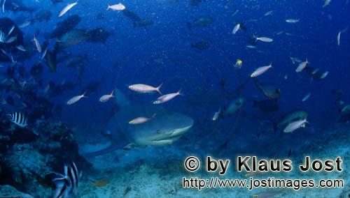 Bullenhai/Bull Shark/Carcharhinus leucas    Bullenhai kommt aus dem tiefen Wasser zum Shark Reef    Der