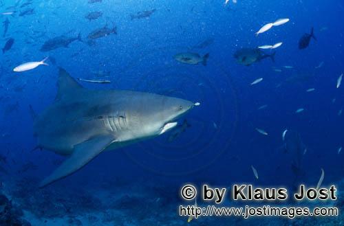 Bull Shark/Carcharhinus leucas        Bull shark in the Beqa lagoon        Together with the Tiger S