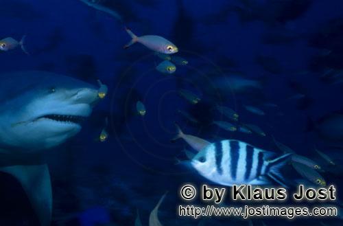 Bull Shark/Carcharhinus leucas        Big bull shark encounter small fishes        Together with the