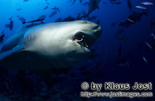 Bullenhai/Bull Shark/Carcharhinus leucas        Grim looking bull shark        Together with the Tig