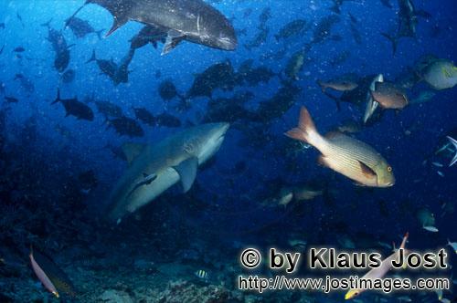 Bullenhai/Bull Shark/Carcharhinus leucas        Bull Shark (Carcharhinus leucas)        Together wit