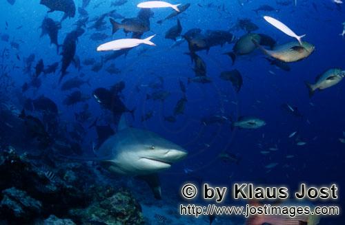 Bull Shark/Carcharhinus leucas        Patrolling Bull Shark        Together with the Tiger Shark and