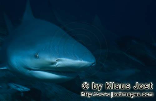 Bull Shark/Carcharhinus leucas        Bull shark portrait in dark water        