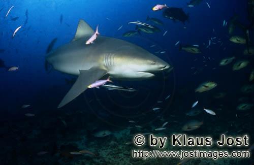 Bull Shark/Carcharhinus leucas        Bull shark with sleek pectoral fin        Together with the Ti