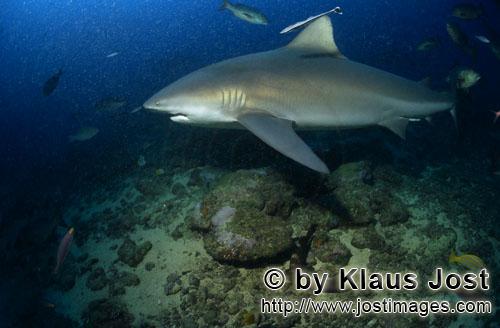 Bullenhai/Bull Shark/Carcharhinus leucas        Bull shark swims towards the open sea        Togethe