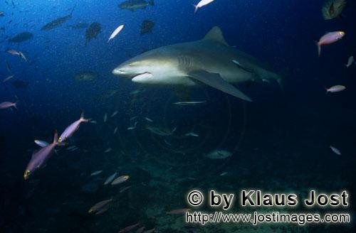 Bull Shark/Carcharhinus leucas        Bull shark on the way into the deep water        Together with