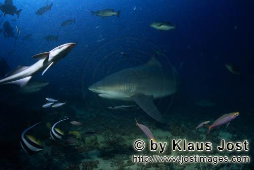 Bull Shark/Carcharhinus leucas        Bull Shark at Shark Reef        Together with the Tiger Shark 
