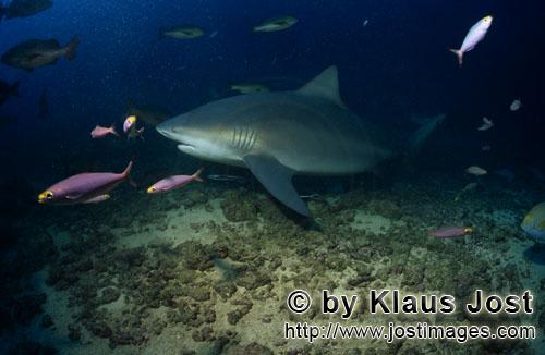 Bull Shark/Carcharhinus leucas        Bull shark accompanied by reef fish        Together with the T