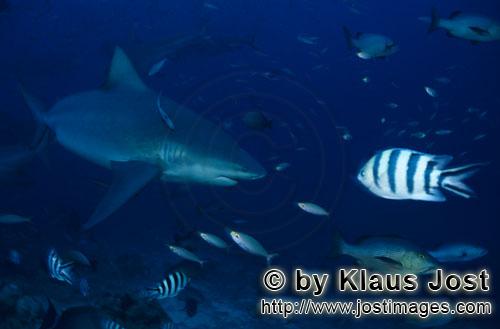 Bull Shark/Carcharhinus leucas        Impressive Bull shark        Together with the Tiger Shark and