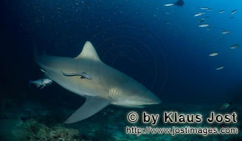 Bull Shark/Carcharhinus leucas        Bull shark patrol on the reefb>        Together with the Tiger Sha