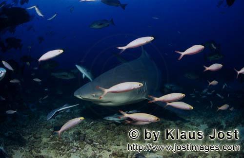Bull Shark/Carcharhinus leucas        Bull shark has arrived at the reef        Together with the Ti