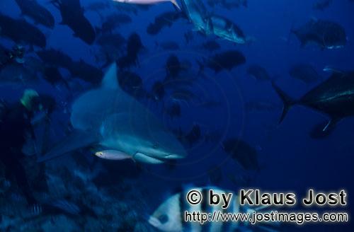 Bull Shark/Carcharhinus leucas        Bull shark meets a diver        Together with the Tiger Shark 