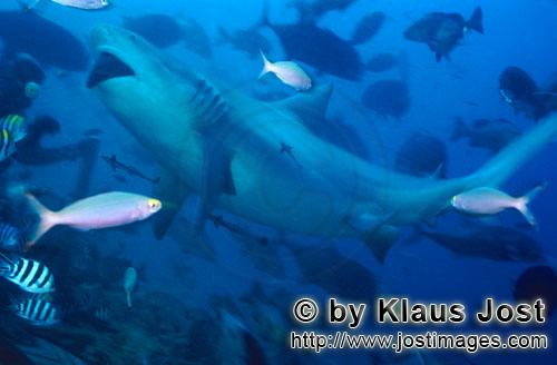 Bull Shark/Carcharhinus leucas        Bull Shark in fish concentration        Together with the Tige
