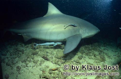 Bull Shark/Carcharhinus leucas        Bull Shark with two Remoras        Together with the Tiger Sha