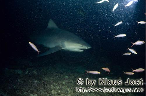 Bull Shark/Carcharhinus leucas        Bull shark on the Shark Reef        Together with the Tiger Sh