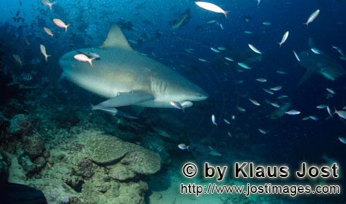 Bull Shark/Carcharhinus leucas        Bull shark at the reef edge        Together with the Tiger Sha