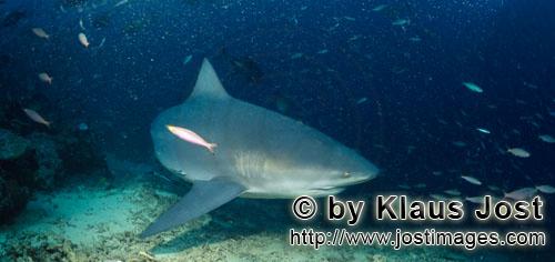 Bull Shark/Carcharhinus leucas        Bull shark close above the sea floor        Together with the 