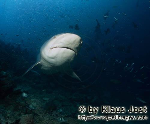 Bull Shark/Carcharhinus leucas        Impressive Bull Shark        Together with the Tiger Shark and