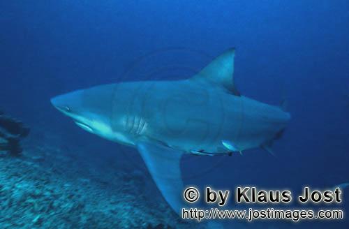 Bull Shark/Carcharhinus leucas        Bull shark in front of the reef        Together with the Tiger