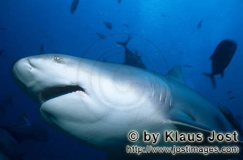 Bull Shark/Carcharhinus leucas        Interested Bull shark        Together with the Tiger Shark and
