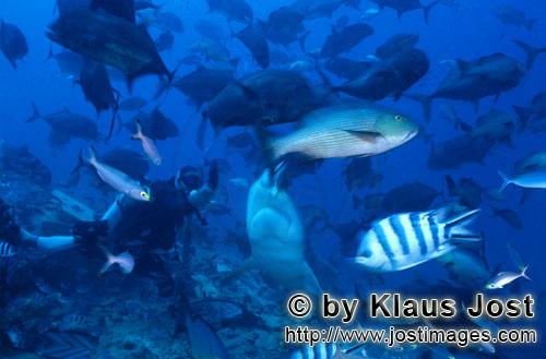 Bull Shark/Carcharhinus leucas        Bull Shark and diver        Together with the Tiger Shark and 