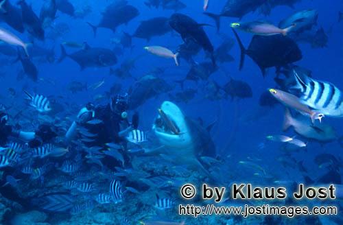 Bull Shark/Carcharhinus leucas        Bull shark close to the diver        Together with the Tiger S