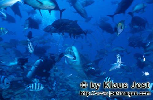 Bullenhai/Bull Shark/Carcharhinus leucas        Bull shark takes the bait        Together with the T