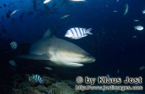 Bullenhai/Bull Shark/Carcharhinus leucas        Bull Shark explore the reef        Together with the