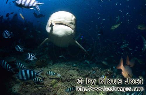 Bull Shark/Carcharhinus leucas        A bull shark heavyweight        Together with the Tiger Shark 