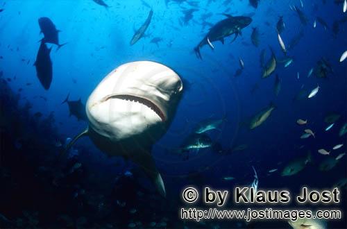 Bullenhai/Bull Shark/Carcharhinus leucas        Bull shark come to the Shark Reef        Together wi
