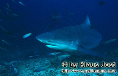 Bull Shark/Carcharhinus leucas        Bull shark and Fusiliers        Together with the Tiger Shark 