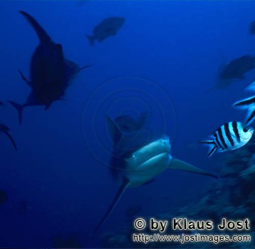 Bullenhai/Bull Shark/Carcharhinus leucas        Bull Shark (Carcharhinus leucas)	        Together wi