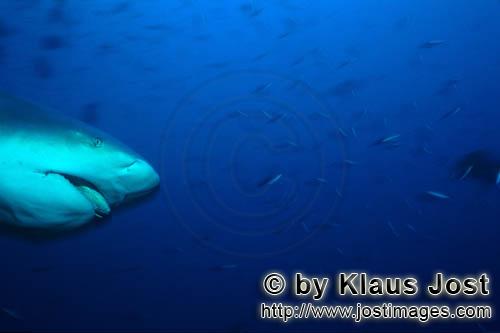 Bullenhai/Bull Shark/Carcharhinus leucas        Bull shark portrait        Together with the Tiger S