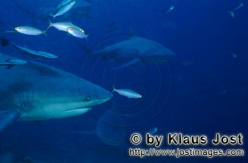 Bull Shark/Carcharhinus leucas        Bull sharks on the reef        Together with the Tiger Shark a