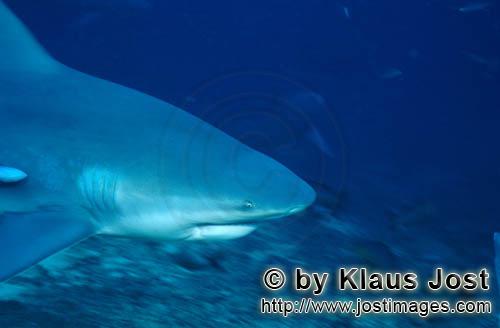 Bullenhai/Bull Shark/Carcharhinus leucas    Bullenhai Portraet   Bull shark portrait    Der Stierhai ode