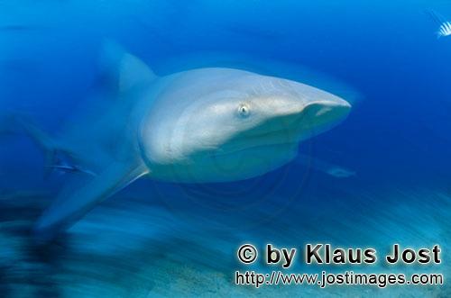 Bull Shark/Carcharhinus leucas        Mysterious Bull Shark         Together with the Tiger Shark an