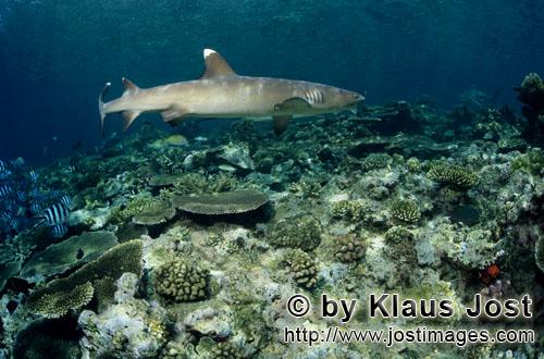 Weissspitzen-Riffhai/Whitetip reef shark/Triaenodon obesus        Whitetip Reef Shark on the reef</b
