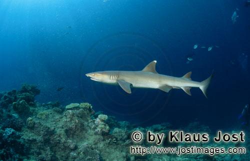 Weissspitzen-Riffhai/Whitetip reef shark/Triaenodon obesus        <bWhitetip reef shark at Shark Reef e